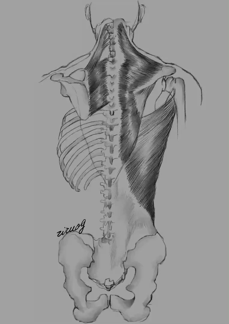 背部肌肉手绘图片