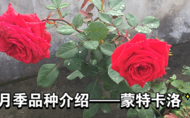 正宫的颜色月季蒙特卡洛