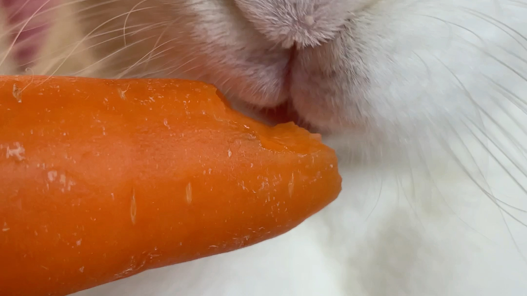 【兔子】猛女啃萝卜