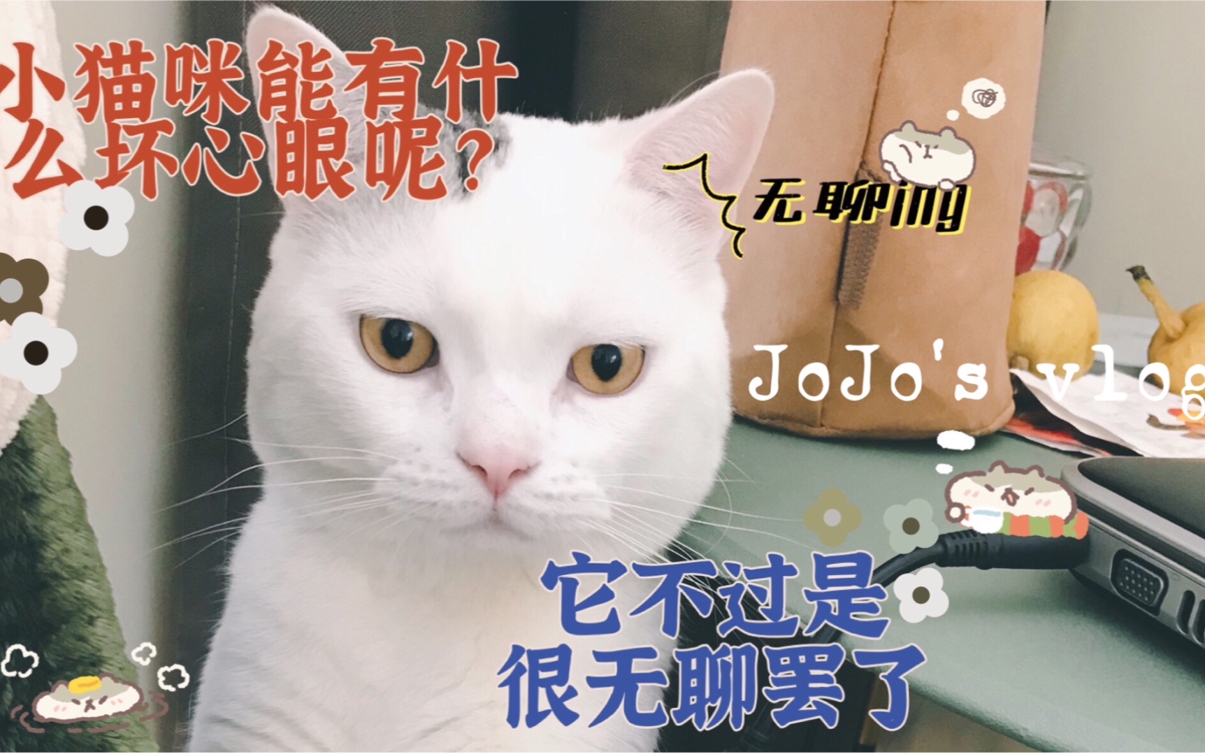 小猫咪能有什么坏心眼呢?#jojos vlog