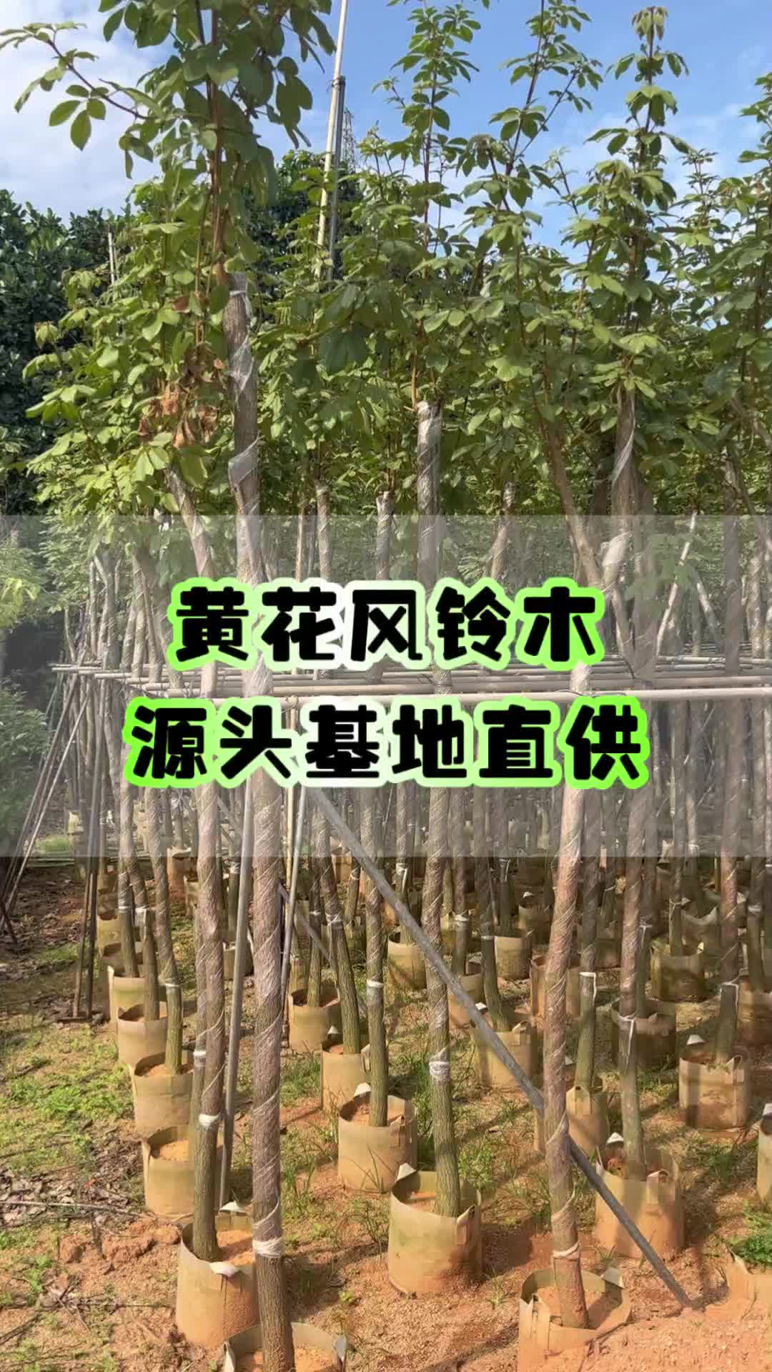 黄花风铃木满足您不同的需求 #黄花风铃木种植 #普宁黄花风铃木 #黄花