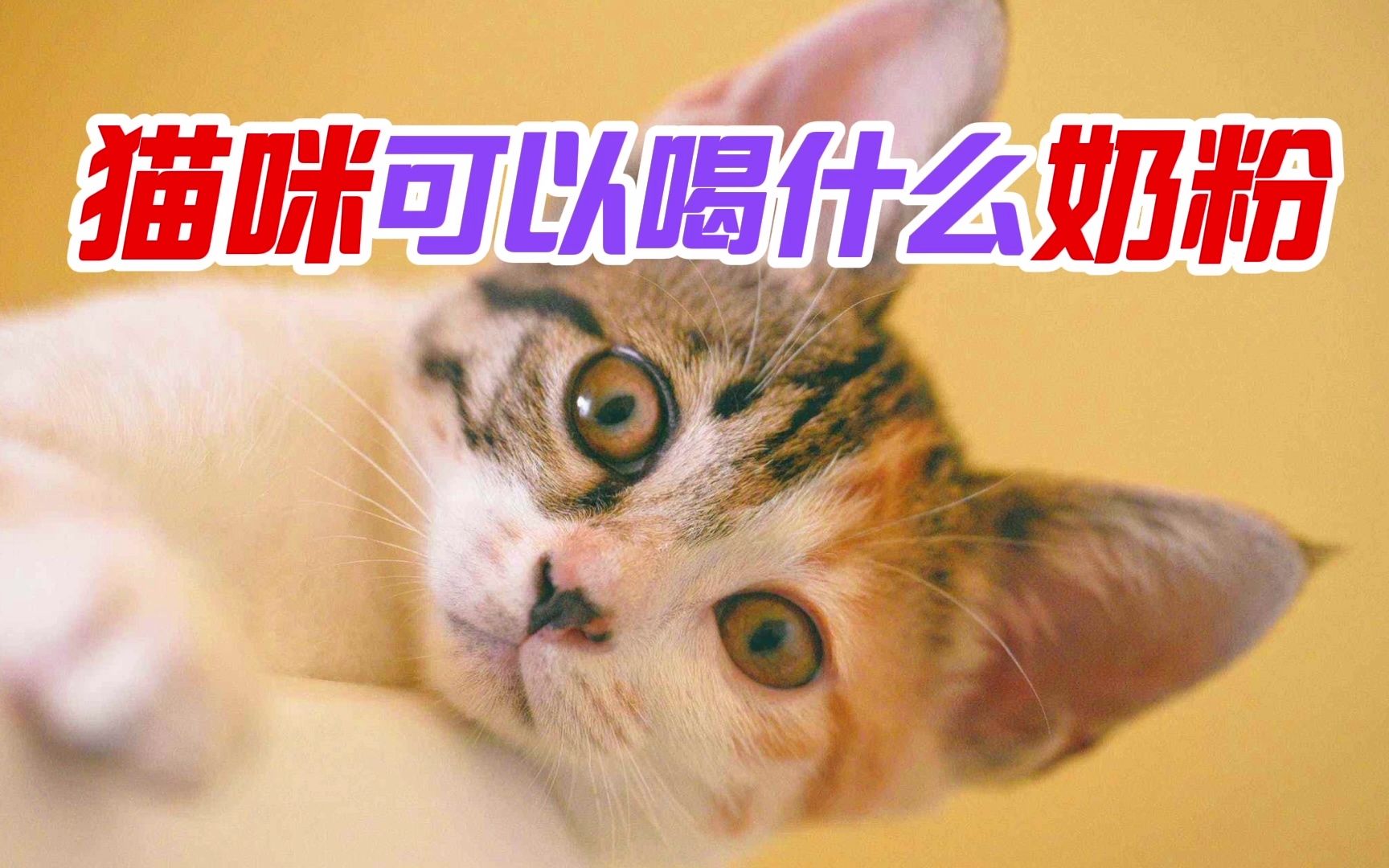 猫咪可以喝什么奶粉哔哩哔哩bilibili