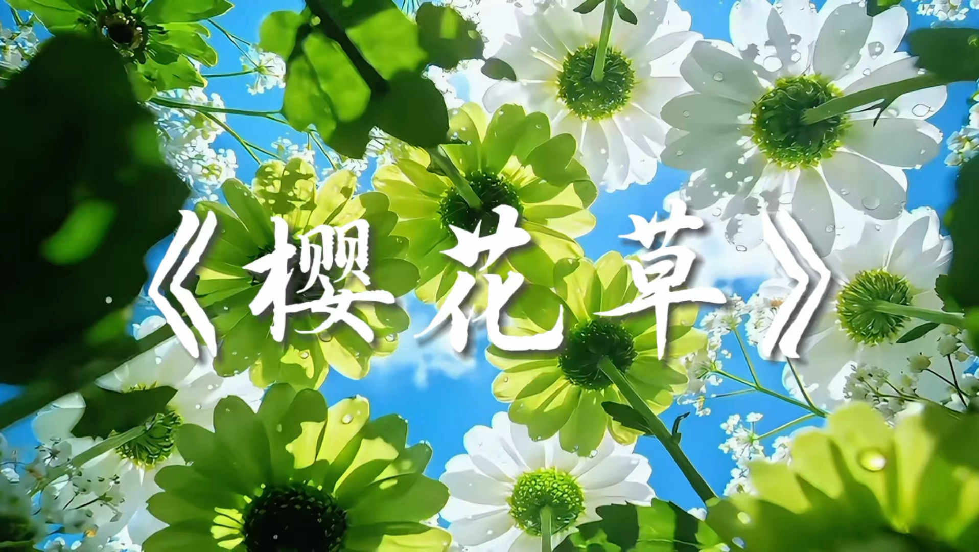单曲歌单｜《樱花草》“幸福在蔓延，爱你永恒不孤单，恋人手中樱花草”