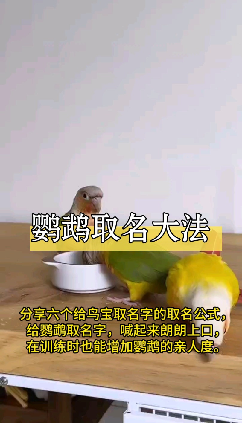 如何给鹦鹉取名字?分享6个取名公式。