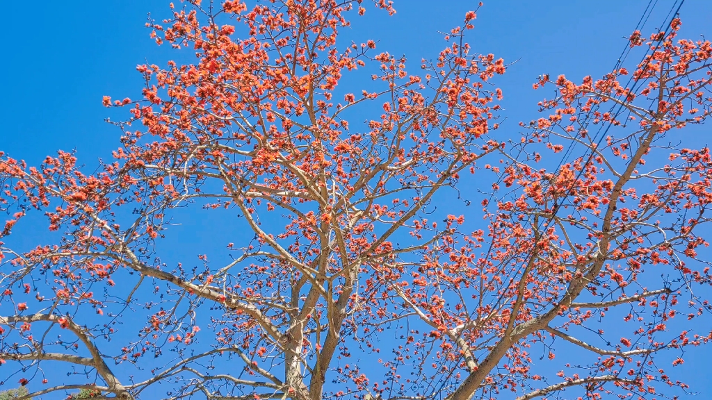 [图]英雄樹-木棉花開了