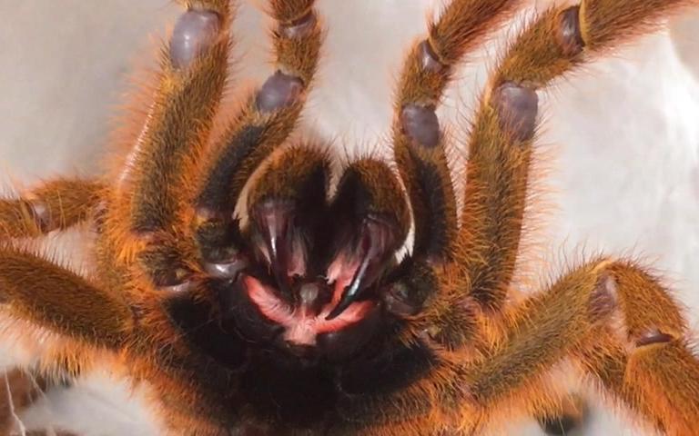 【翼】作死!把手机喂给疯狂亮牙的橙巴布 直接被骑脸的感觉