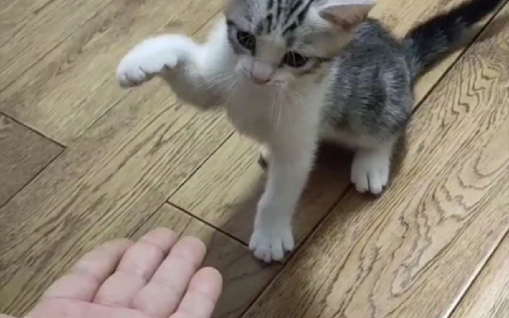 握个爪_哔哩哔哩_bilibili