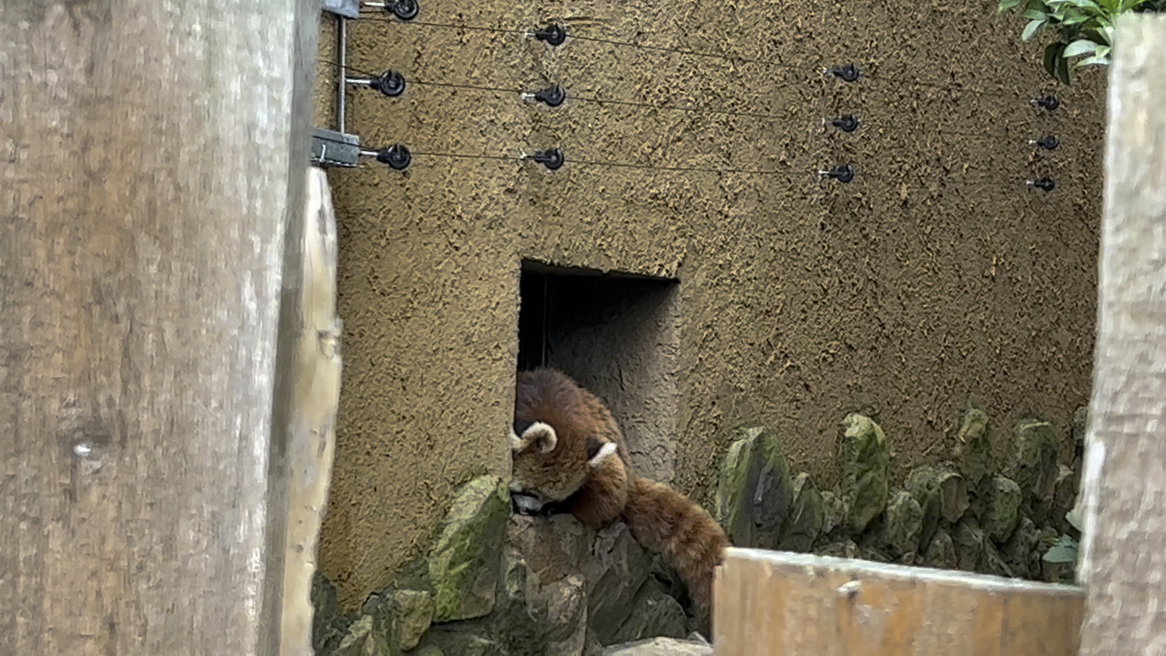 【小熊猫】南京红山森林动物园的小熊猫一只在窝里一只在树上