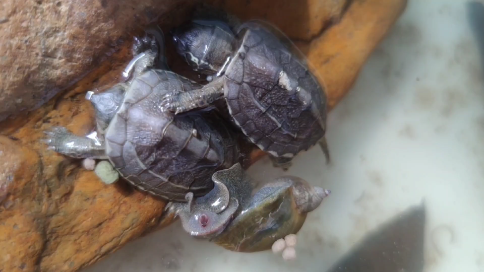 仙螺_哔哩哔哩_bilibili