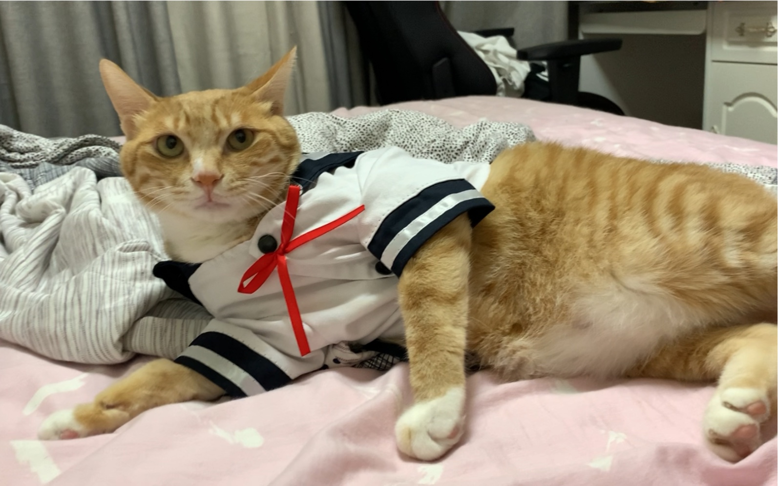 性感橘猫,在线穿jk制服