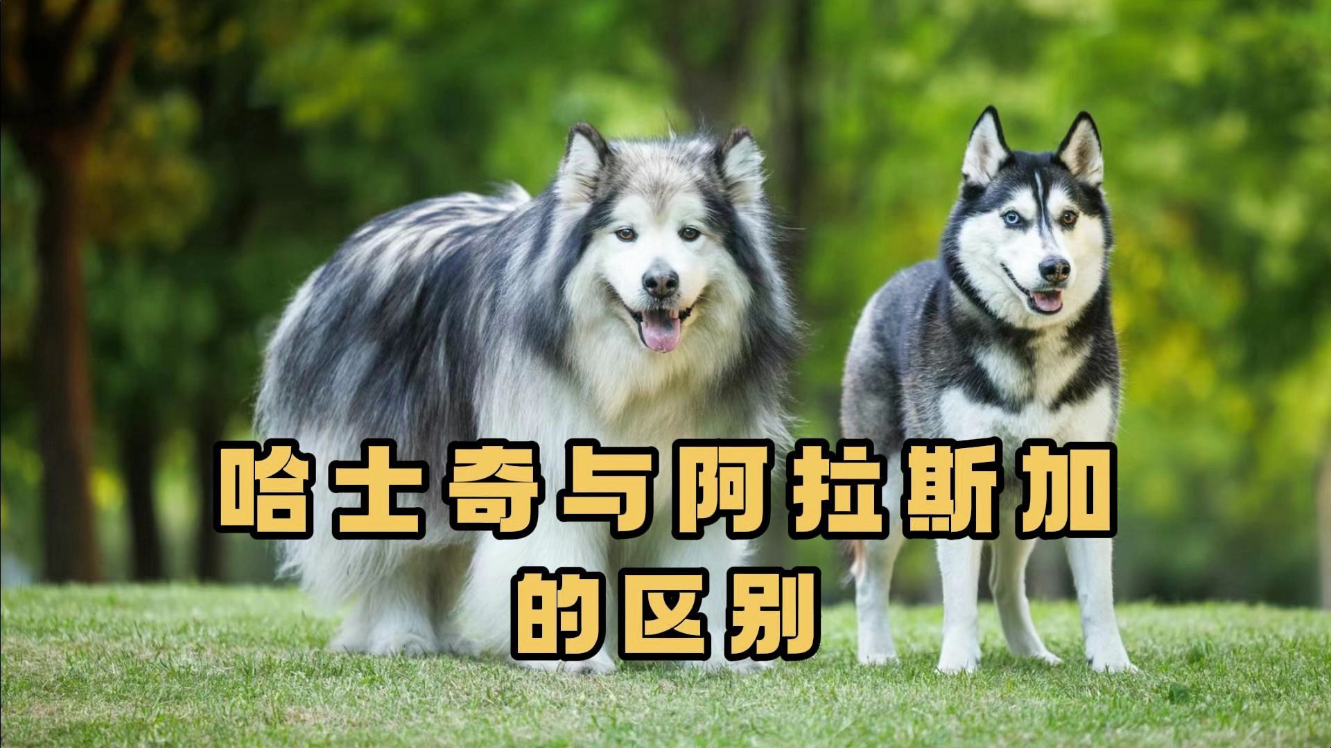 哈士奇和阿拉斯加,你会区分吗?
