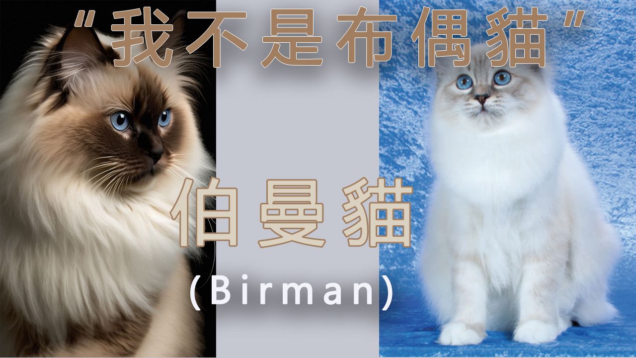 "我不是布偶猫"——伯曼猫( Birman cat )哔哩哔哩bilibili