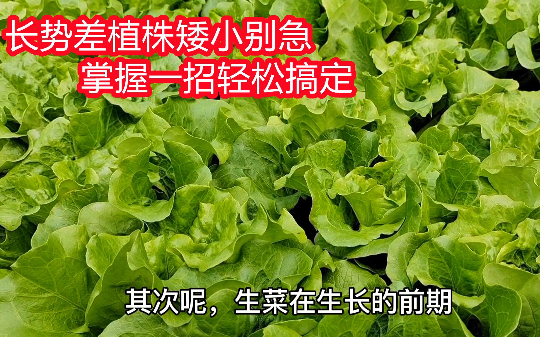 生菜植株矮小长势差别急,掌握一招轻松解决,后期棵棵比盆大哔哩哔哩bilibili