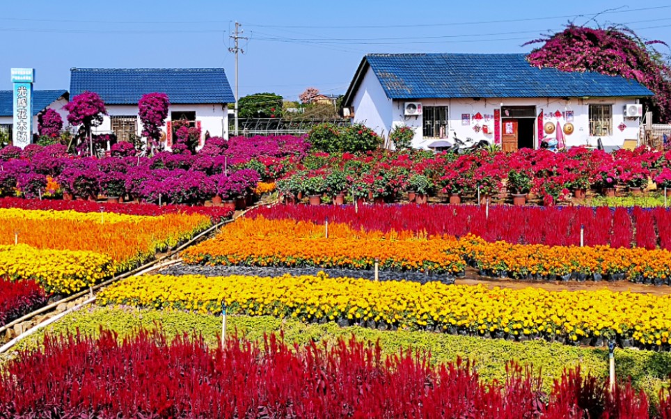 秋天的桂林花卉基地景色迷人.