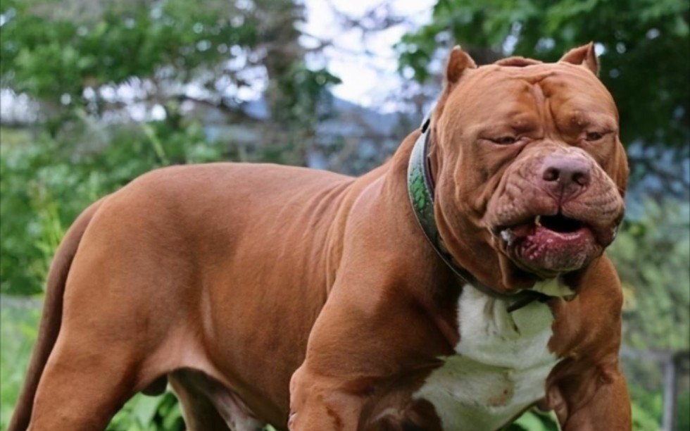 [图]比特犬大战藏獒，藏獒被比特犬紧紧撕咬脖子，被打的四脚朝天!