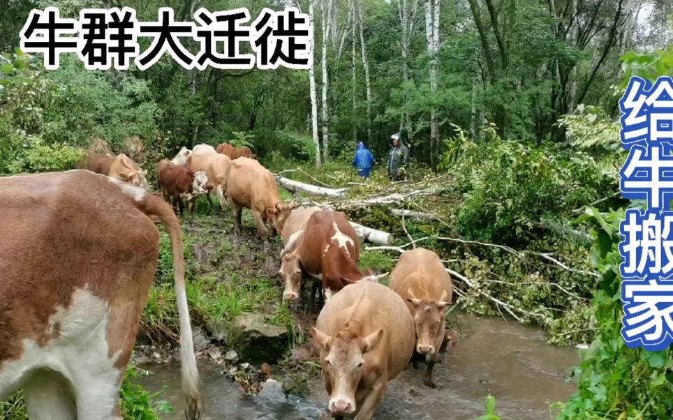 [图]牛群大迁徙，顶雨赶牛，给它搬家换山头