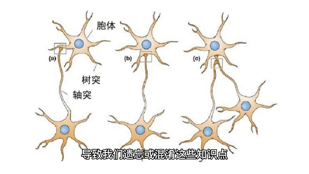 普通心理学短时记忆生理机制(长时程增强机制)哔哩哔哩bilibili