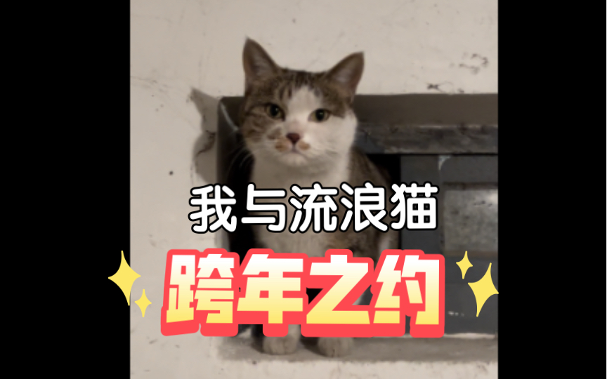 [图]【Vlog】从2022到2023年，我和一只流浪猫的跨年之约