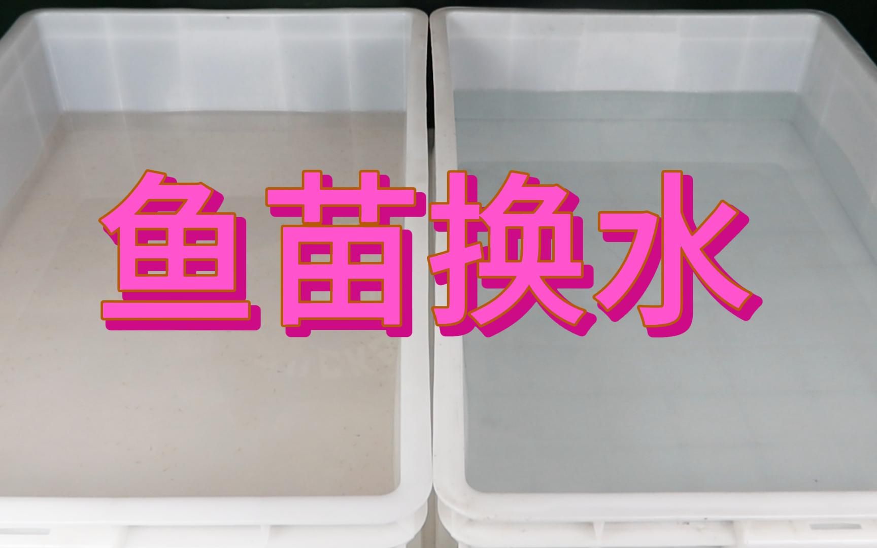 鱼苗换水正确方法.鱼换水出现死亡不是换了水死的,而是换水之前这个水质就已经有问题了,水质坏了,鱼不会立马就死的,它是会生病然后死.哔哩哔...