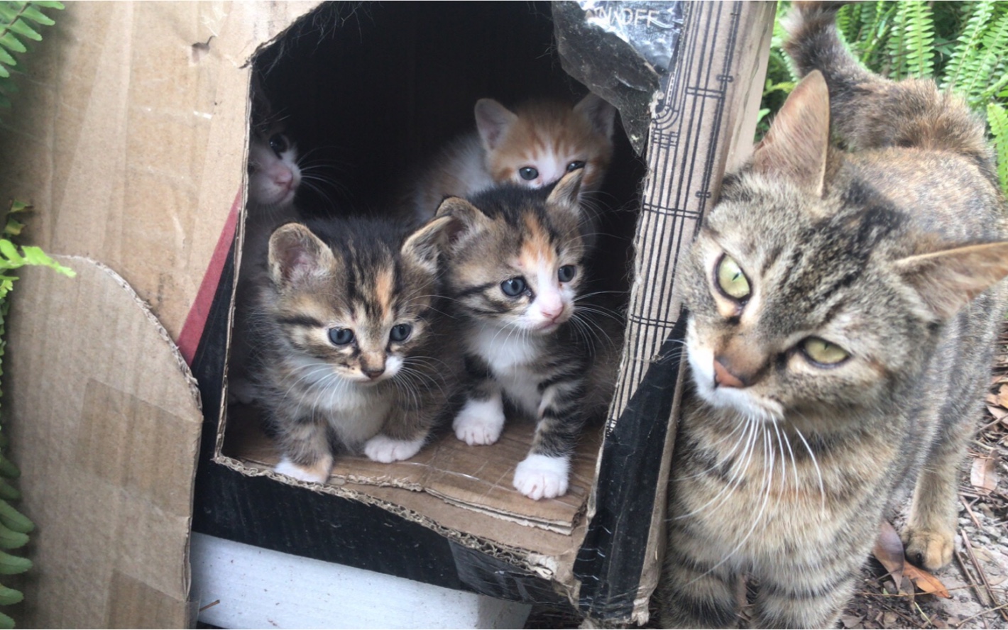 流浪猫的一家5口