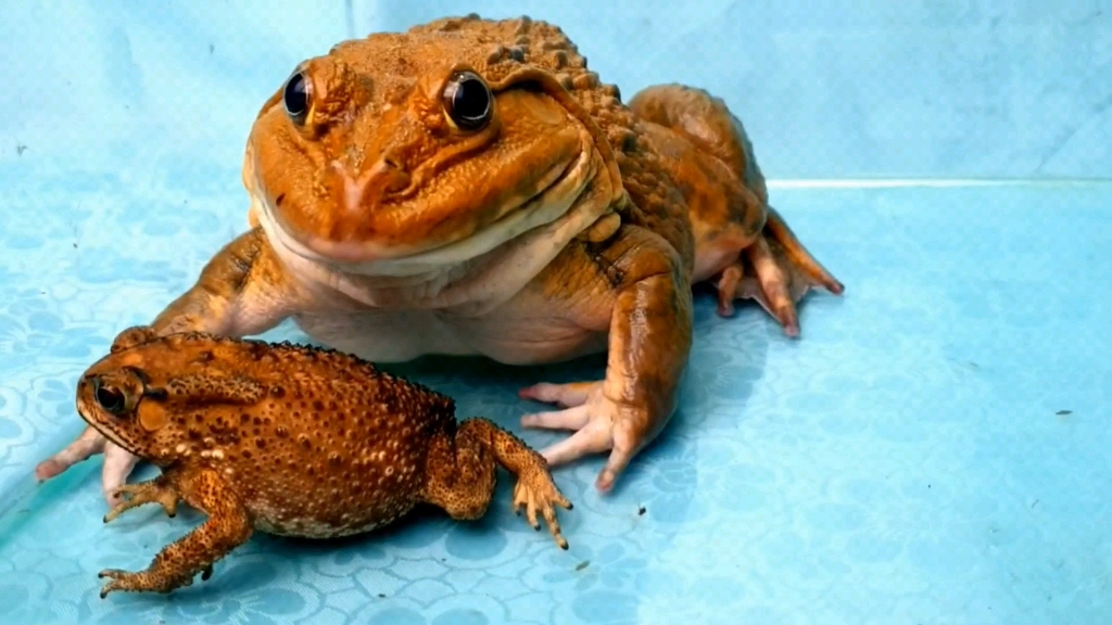 牛蛙狂吞蟾蜍,也不怕被毒死!