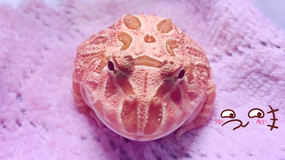 草莓角蛙特点图片