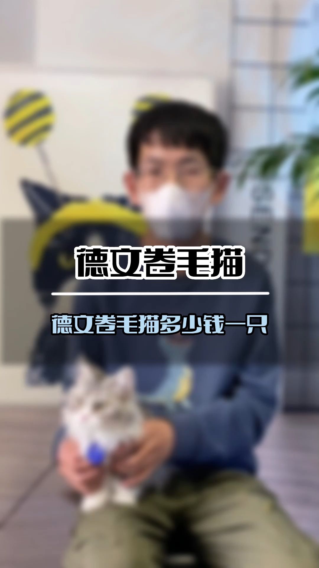 德文卷毛猫多少钱一只(18621)哔哩哔哩bilibili