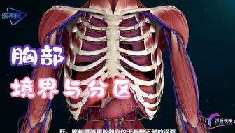 【局部解剖学】胸部的境界与分区