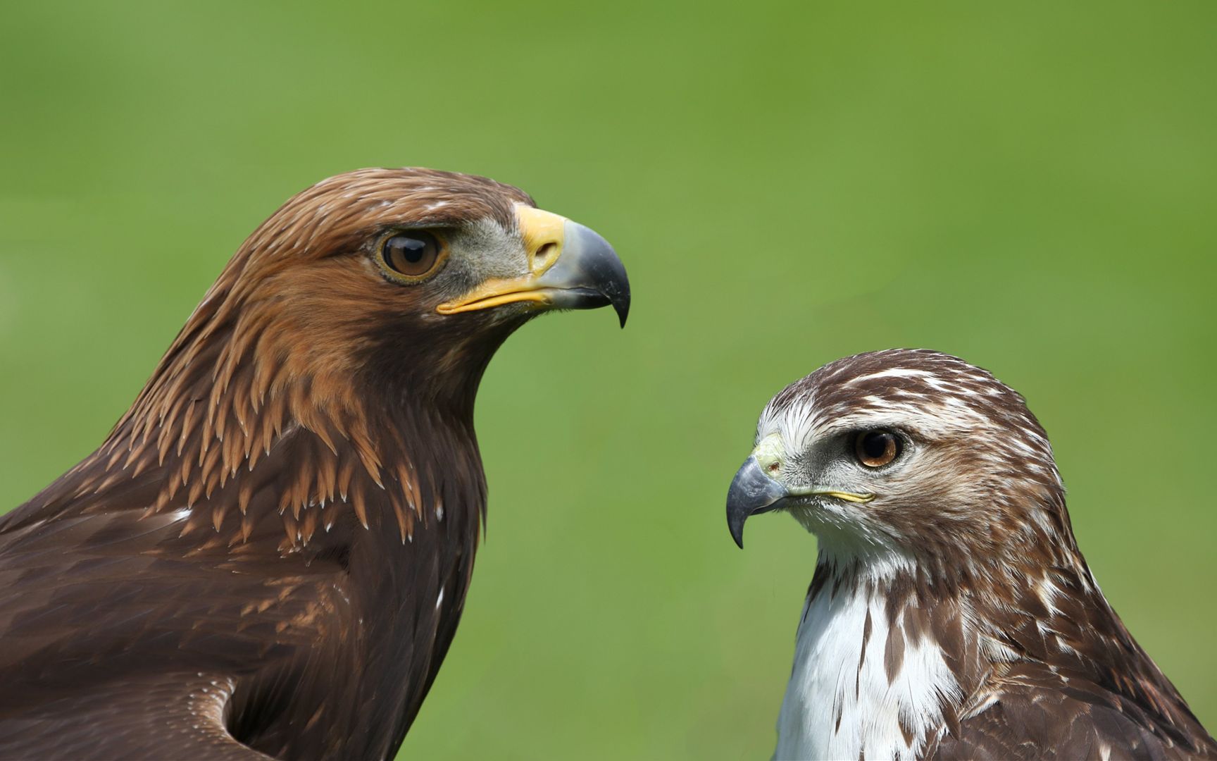 金雕抚养红尾鵟幼鸟