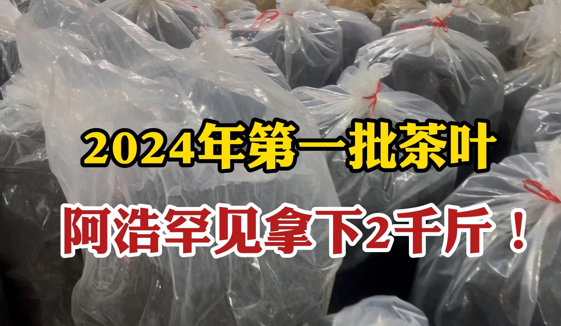 2024第一批茶叶,阿浩罕见拿下2千斤!茶友:遇到极品口粮茶哔哩哔哩bilibili