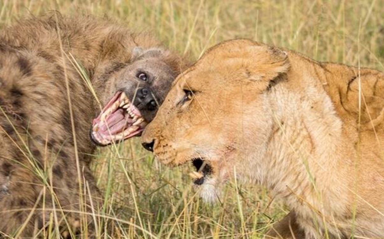 狮子鬣狗大战完整图片