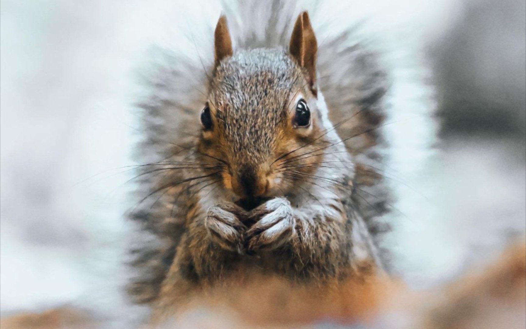 审美提升 野生动物摄影师anwar abdul-qawi作品欣赏