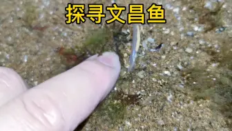 探寻文昌鱼，原来文昌鱼就在我们身边
