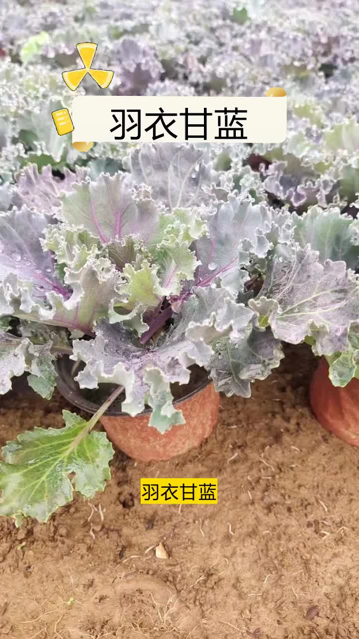 羽衣甘蓝种子,腾骏花卉,以绿色为名,以质量为根,值得信赖.保证颜色鲜艳,生机勃勃.欢迎到公司实地考察. #湖南羽衣甘蓝种子 #北京羽衣甘蓝小苗 ...