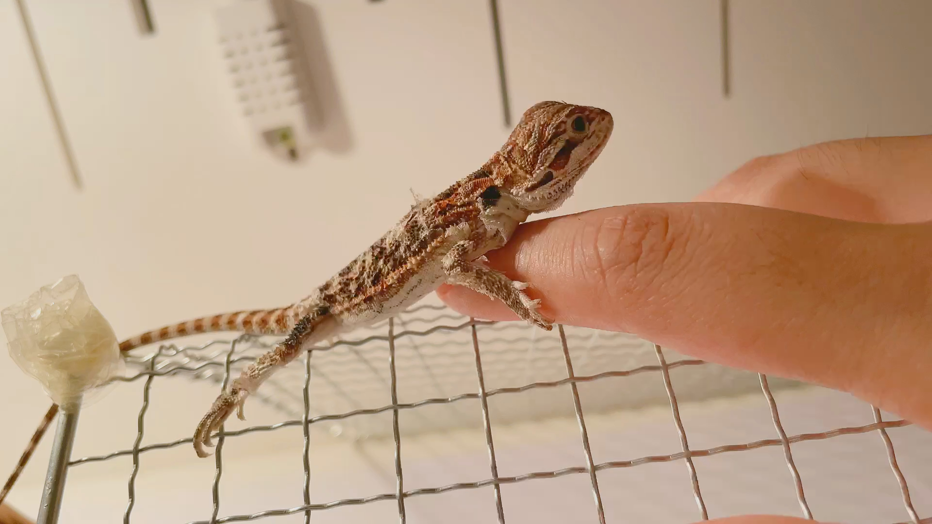 「鬃狮蜥」蜕皮时的迷惑(撒娇)行为?