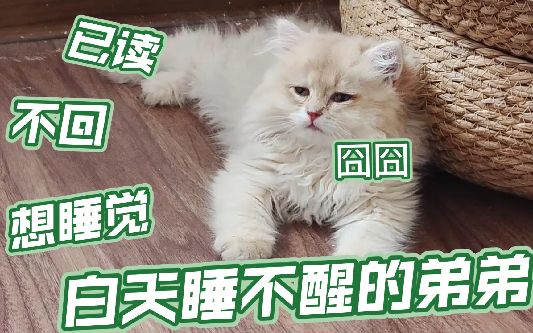 《白天睡不醒,晚上睡不着》