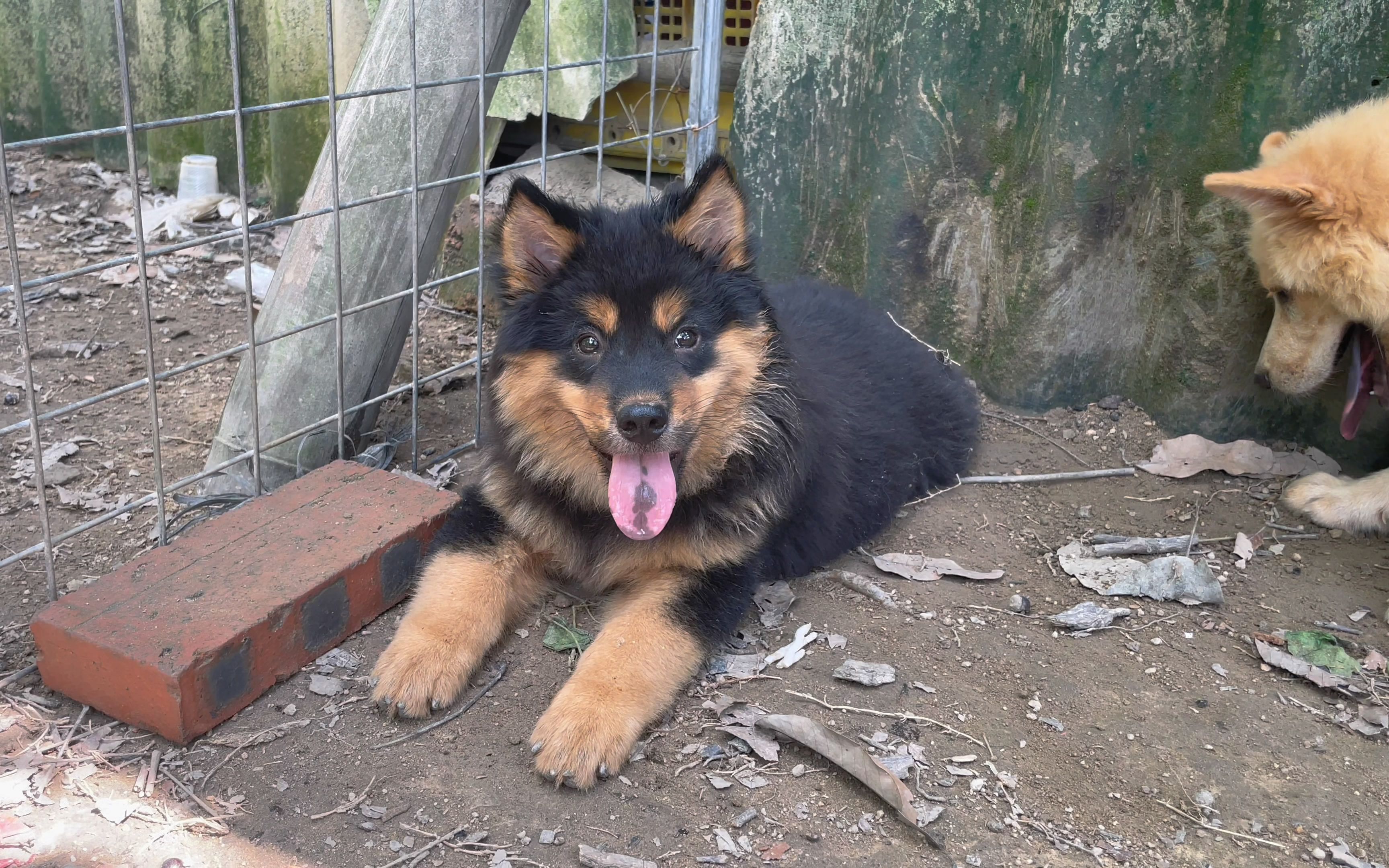 养土狗20年,平常对四眼狗没什么特别的感觉,唯独这一条