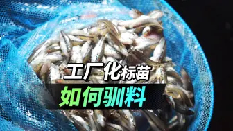 Descargar video: 工厂化标加州鲈水花如何驯料？这套方法3天即可安全健康转料