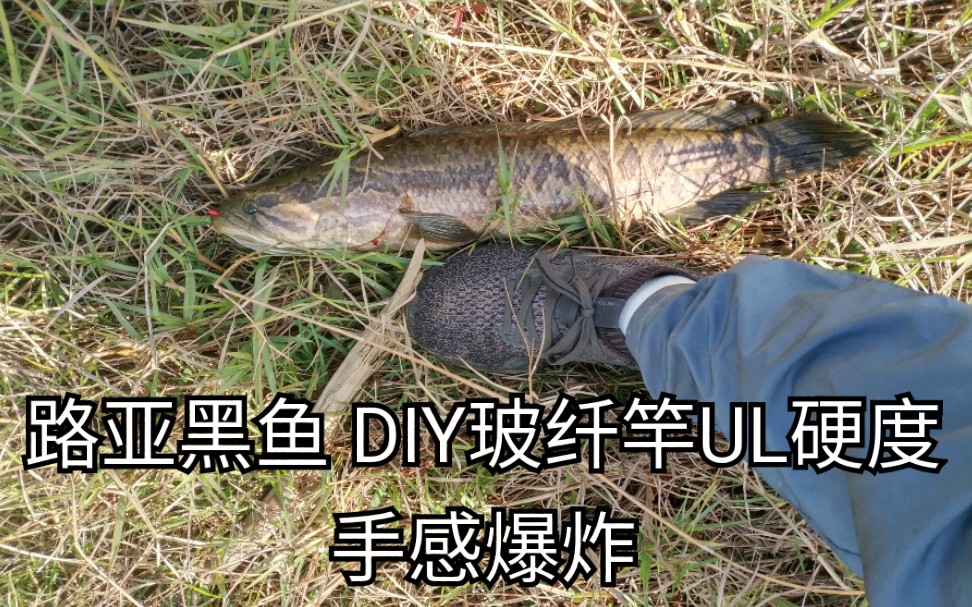 路亚黑鱼 DIY玻纤竿 手感爆炸哔哩哔哩bilibili