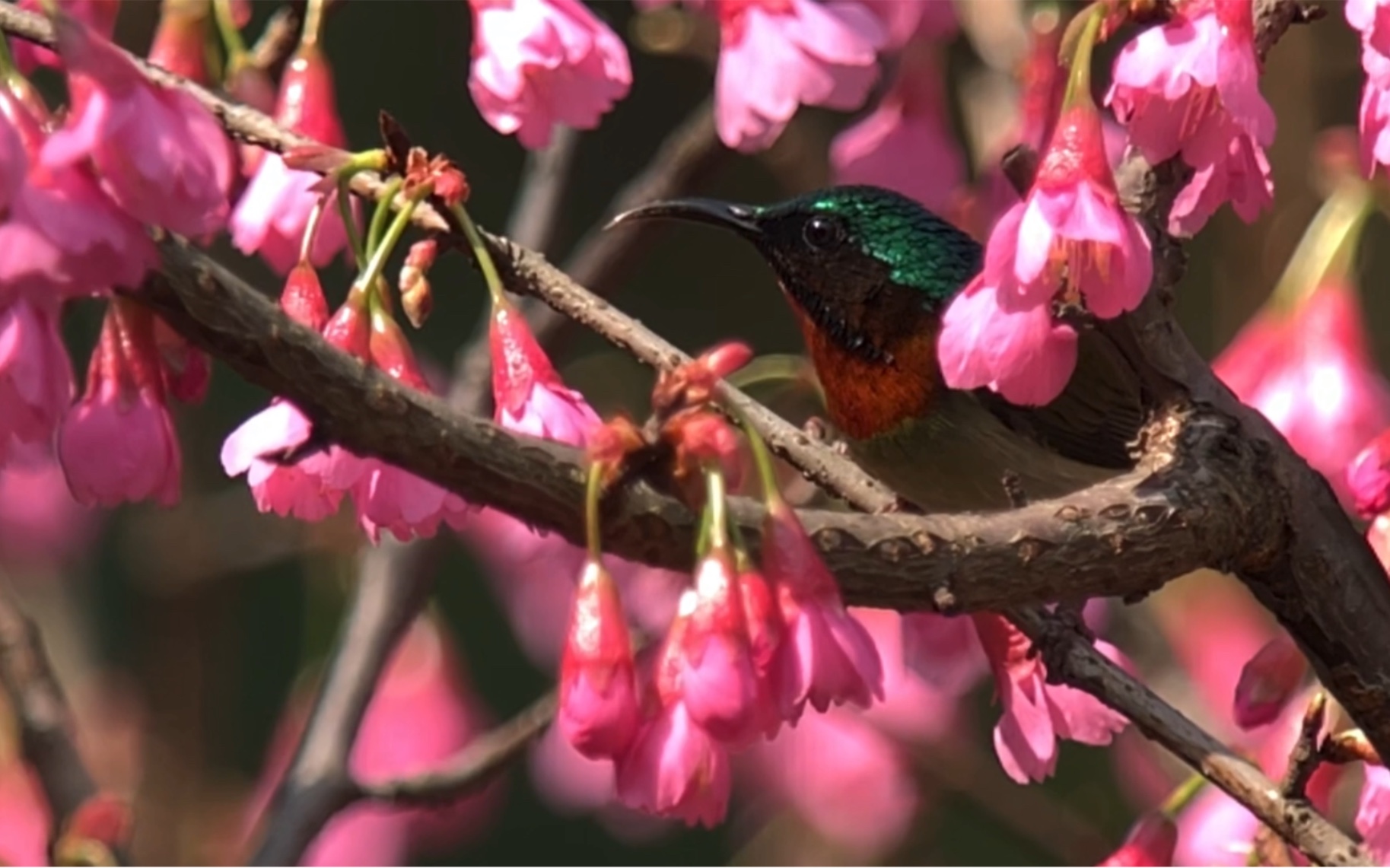 春天来啦,小雀雀们吃嫩芽喝花蜜好happy