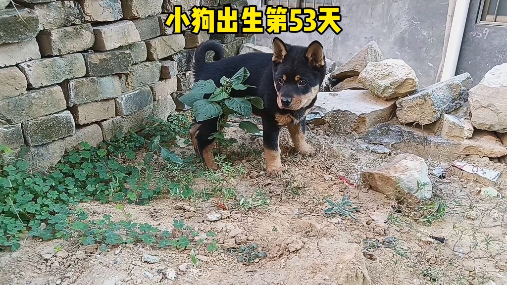 中华田园犬 