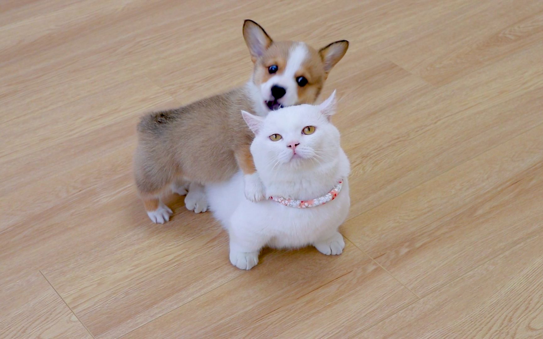 活动  第一天到家的小奶狗,竟然反客为主,骑在猫咪头上撒欢!