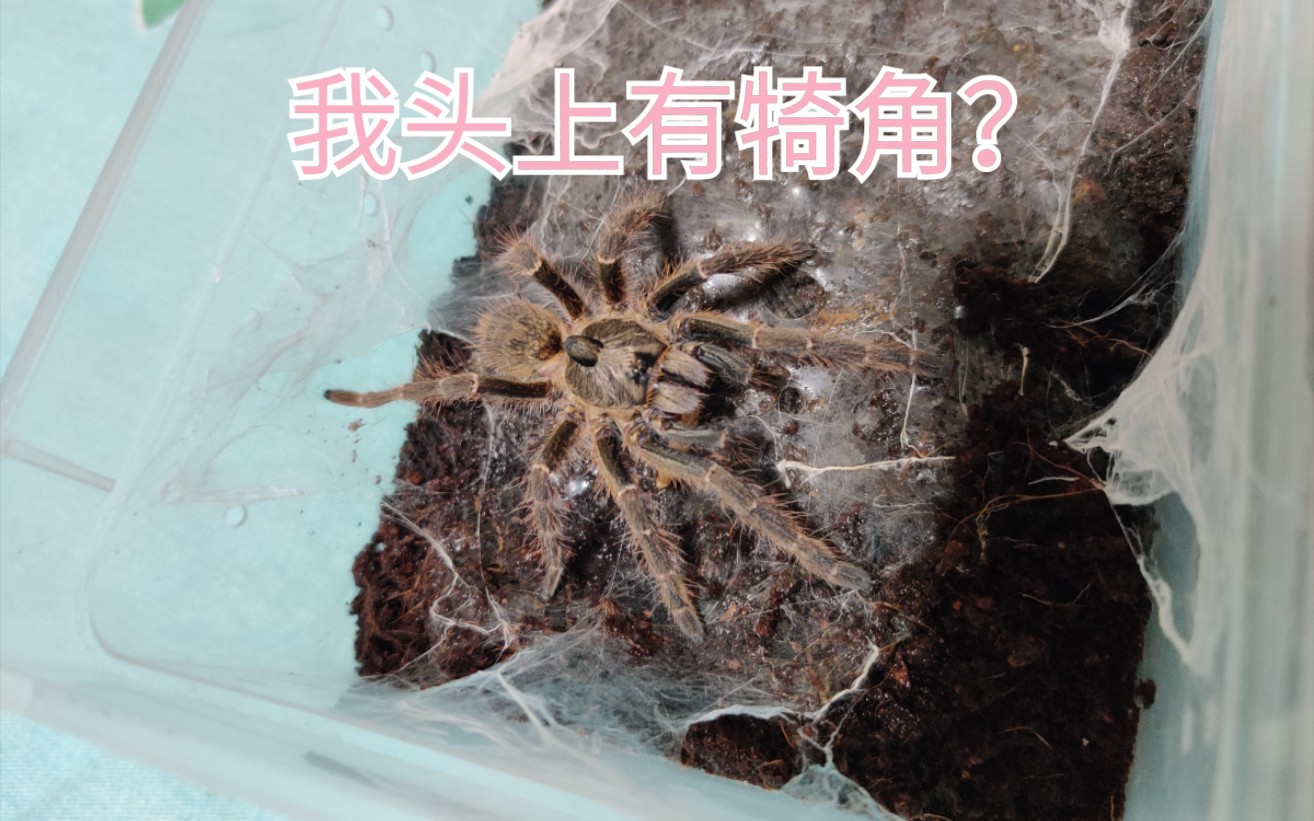 斜角巴布趁着没有盘丝洞贴脸拍喂食哈哈哈