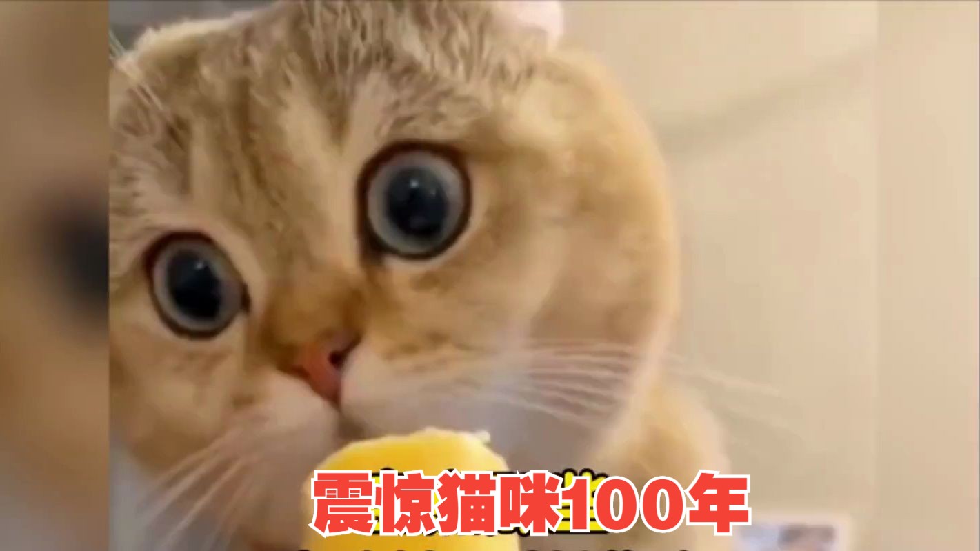 " 震 惊 猫 猫 100 年 "