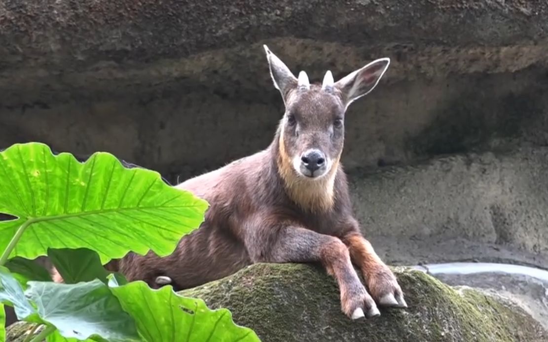 长相奇特的台湾长鬃山羊,名字里有羊字却是牛,在悬崖上如履平地_哔哩