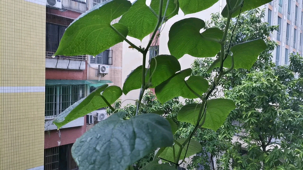 下雨的星期四 白瓜苗开花了