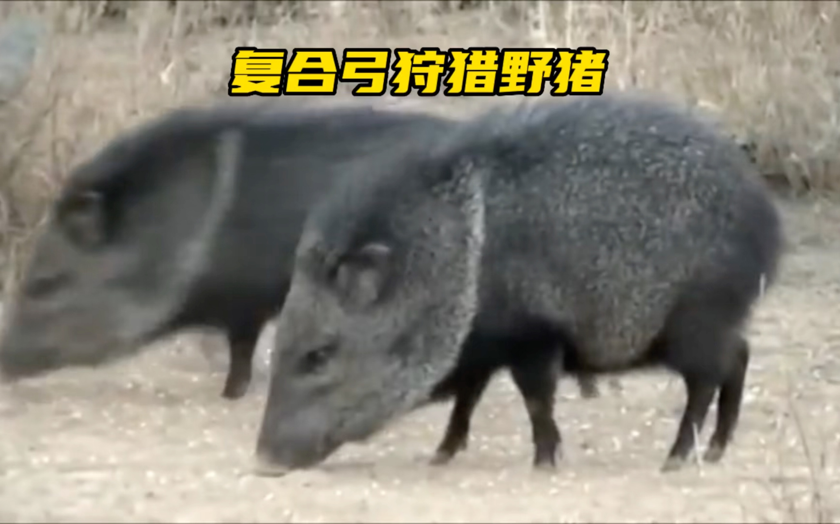 可怜的野猪,被猎人使用复合弓射屁股,那叫一个疼啊