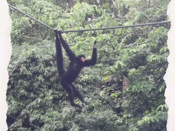 广州长隆动物园蜘蛛猴
