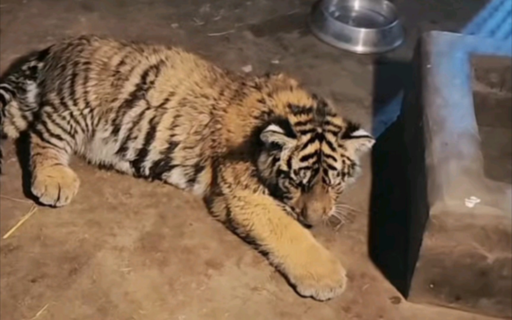 大老虎看着小老虎和狮子玩,搞笑又萌