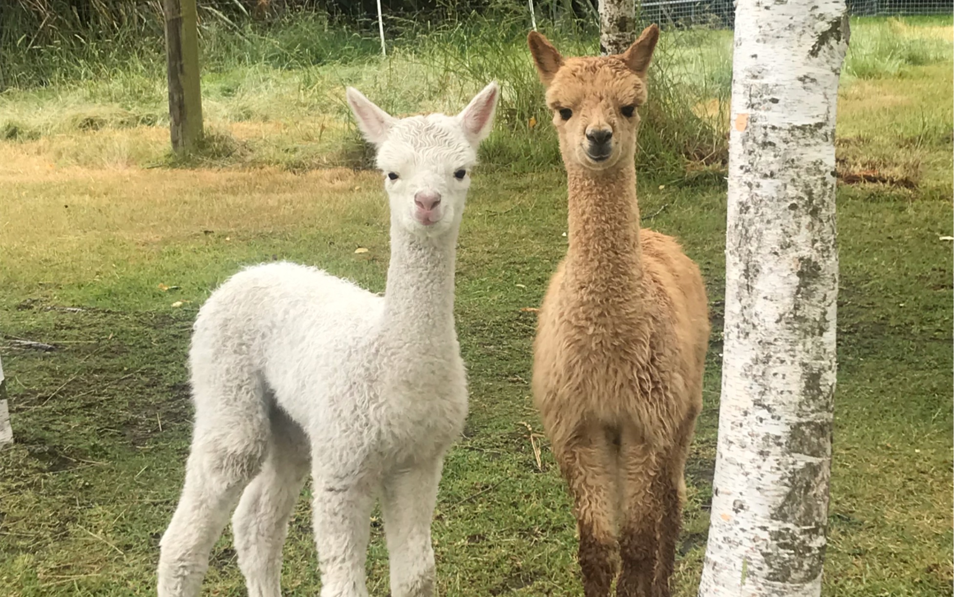 出生五天的小羊驼